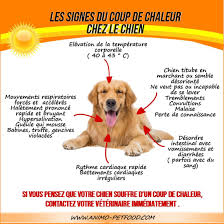 Destination Vacances Voyager Avec Votre Chien En 2020 Sante Animale Dresser Un Chien Chien