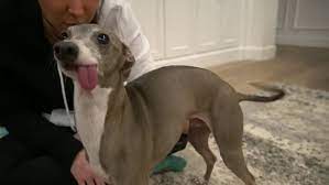 We did not find results for: 17 Jenna Marbles Kermit The Dog Moments