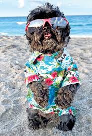 Pet Lovers 2024 Issue