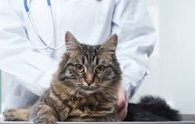 Allergiya U Koshek Vidy Prichiny Simptomy Diagnostika Kak Lechit Prognoz I Profilaka Blog Vetkliniki Belanta