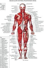 upper back anatomy chart futurenuns info