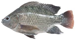 Maybe you would like to learn more about one of these? Pin On Budidaya Ikan Cupang