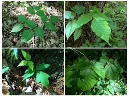 Yet, one way they are usually different is that they have a hairy underside. Don T Touch A Scientist S Advice For Spotting Poison Ivy Before It Ruins Your Summer Shots Health News Npr