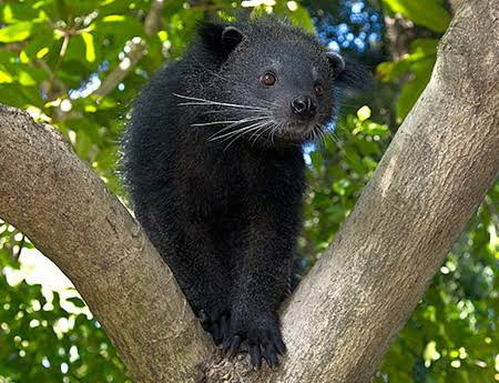 Hasil gambar untuk binturong