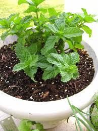 20 Pflanzen Gegen Mucken Das Hilft Wirklich Gesundheit Zenideen In 2020 Pflanzen Gegen Mucken Pflanzen Wohnung Pflanzen