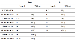 bearded dragon cage size chart 20 different types of