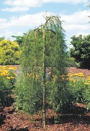 Another problem commonly encountered when designing small spots trees with a strong weeping nature anchor small gardens. Dwarf Trees Just Right For Pocket Sized Yards The Denver Post