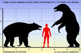 Black Bear Vs Grizzly Bear Size Difference Ursus Spelaeus Cave Bear Cave Bear Megafauna Extinct Animals