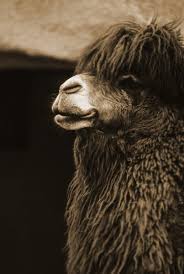 Camels can withstand variations in temperature and water intake beyond what other animals can handle. Camelidae Camels Llamas Alpacas Vicugnas Wildlife Journal Junior