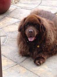 harvey the new foundland newfoundland dog big dogs cute dogs