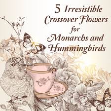 7 Butterfly Flowers For Monarchs And Hummingbirds Monarch Butterfly Garden Butterfly Garden Plants Hummingbird Plants