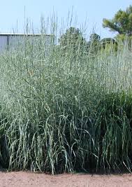 Image result for Andropogon ligulatus