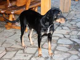 Image result for sedmihradský honič