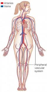 Torso with the heart and blood vessels labeled. How The Heart Blood Vessels Work Heart Vascular Institute Temple Health