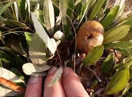 Image result for Parinari capensis