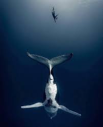 Pin By Vere Na On Extraordinary Photography Ocean Creatures Ocean Animals Sea Animals