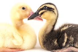 The eggs typically have to be incubated by keepers. American Pekin Duckling Photograph By Ezume Images