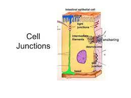 Check spelling or type a new query. Tight Junctions Desmosomes And Gap Junctions In Animal Cells Ppt Download
