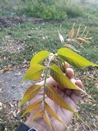 Maybe you would like to learn more about one of these? 4 Manfaat Daun Kedondong Pagar Untuk Kesehatan Steemit