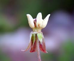 Image result for Asclepias meliodora