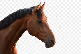 For the first few steps, don't press down too hard with your pencil. Arabian Horse Mustang Thoroughbred Horse 1695853 Png Images Pngio
