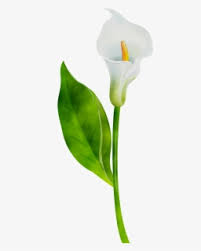 Hoa loa kèn, gọi mùa tháng tư. Arum Lilies Plant Stem Cut Flowers Leaf Product Design Hoa Loa Ken Png Free Transparent Clipart Clipartkey
