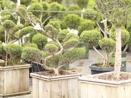 Circle g nursery, dallas, tx. Southwest Nursery Wholesale Landscaping Supplies Dallas Fort Worth