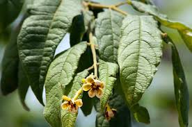 Image result for Schrebera trichoclada