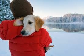 Pet shots for less is family owned, operated and staffed and we have been providing exceptional preventative care for the arlington/fort worth area for over 40 years under the experienced hand of dr. 10 Best Dog Friendly Vacations In The United States Planetware