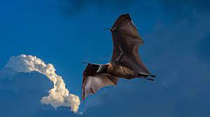 Your austin pest control experts. Bats The Billion Dollar Saver Pest Control Cgtn