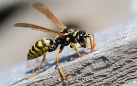 It is about 2.5 inches long with a wingspan up to 3 inches. Learn More About Paper Wasps Yellow Jackets In North Tx