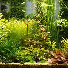 Image result for Floscopa glomerata