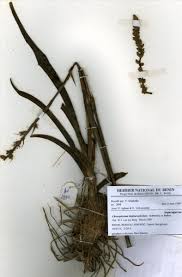 Image result for Chlorophytum blepharophyllum Schweinf. ex Baker