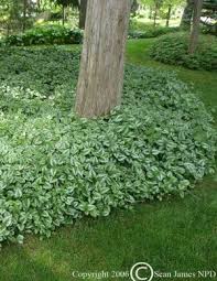 Image result for Lamium galeobdolon