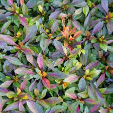 Обзор аквариумное растение альтернантера рейнека мини (alternanthera reinecki mini) в геле. Wholesale Alternanthera Red Carpet Unrooted Cuttings