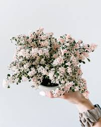 Image result for Pilea microphylla