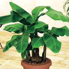 They include commercially important cultivars like 'dwarf cavendish' (1888) and 'grand nain' (the chiquita banana). Dwarf Cavendish Banana Trees Banana Plants Stark Bro S