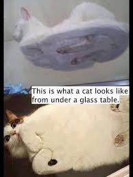 Hahah Cats From Under A Glass Table Cats Funny Animals Funny Cats