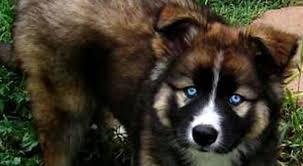 Both have provided services and companionship to humans for many centuries. Guess The Dog Breed Mix Quiz The Dog People By Rover Com