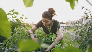 Bevor sie voreilig den pachtvertrag für den garten unterschreiben, sollten sie sich daher über einige dinge im klaren sein. So Pachtest Du Deinen Eignen Garten Gesundnah Aok Baden Wurttemberg