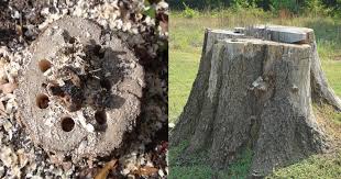 Or dig it out if it's small enough. How To Kill Tree Stumps Naturally Removing Tree Stump