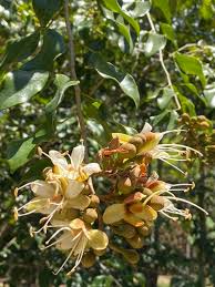 Image result for Hymenaea