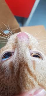 Cat/kitten ringworm is one of the most common fungal skin conditions affecting cats & kittens. Ringworm In Cats Matamata Veterinary Services