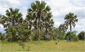 Image result for Solanecio cydoniifolius