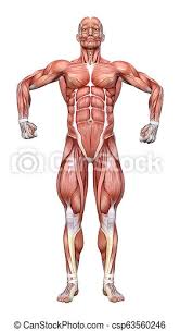 We did not find results for: 3d Rendering Male Anatomy Figure On White 3d Rendering Of A Male Anatomy Figure Isolated On White Background Canstock