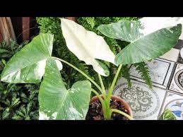 The variety of colors within their foliage typically, when we imagine a variegated succulent, we think of striped foliage. Variegated Alocasia Macrorrhiza Yellowing Leaves Babies And An Albino Youtube