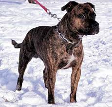 Maybe you would like to learn more about one of these? American Staffordshire Terrier Kampfhund Listenhund