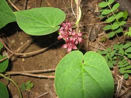 Terms in this set (20). Matelea Carolinensis Carolina Angelpod Carolina Milkvine Climbing Milkweed Maroon Carolina Milkvine North Carolina Extension Gardener Plant Toolbox