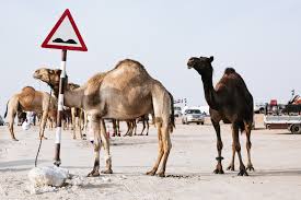 Soon women will be permitted to drive. Photos From The Miss Camel Beauty Contest