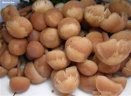 Image result for Gonatopus clavatus